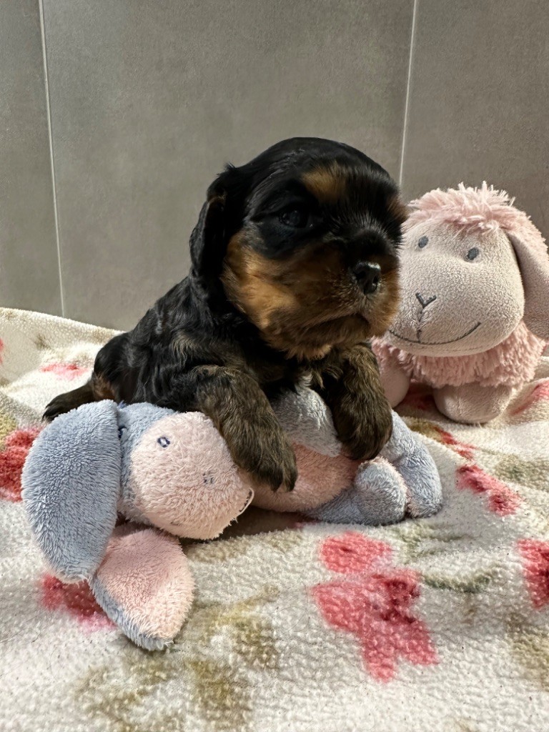 du Royaume des Anges - Chiot disponible  - Cavalier King Charles Spaniel