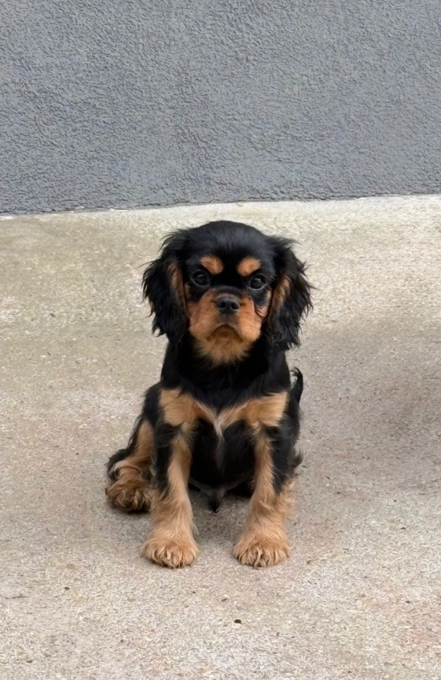 Aston Junior des brandes de beaulieu