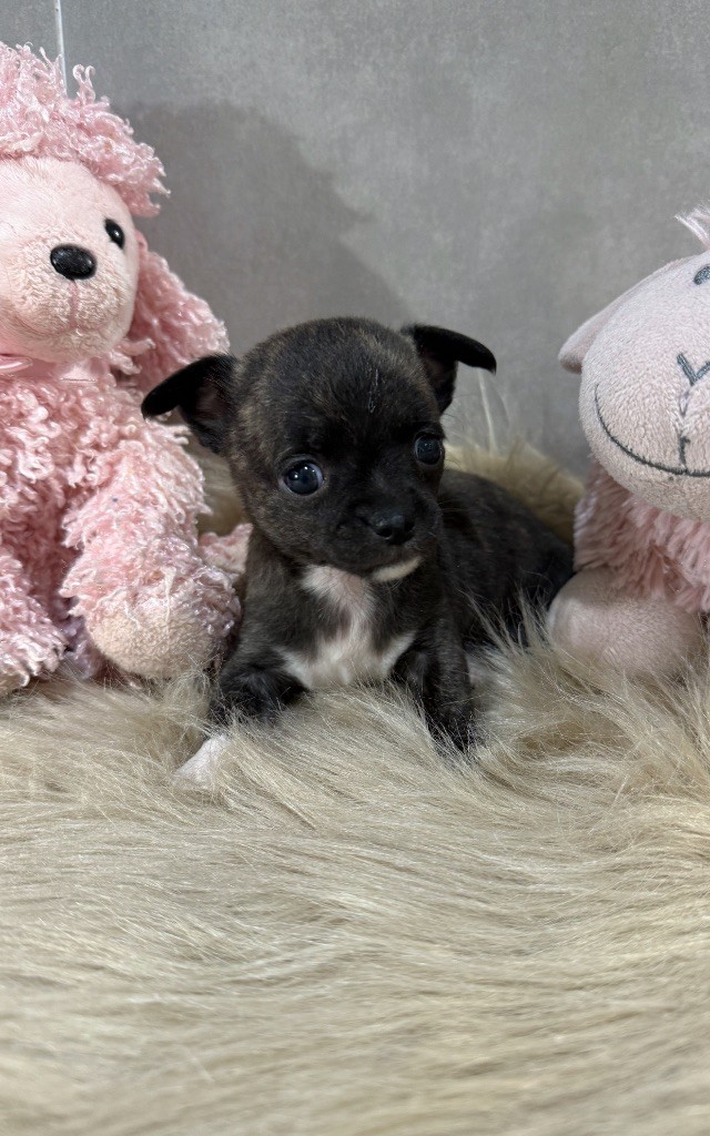 Chiots chihuahua 