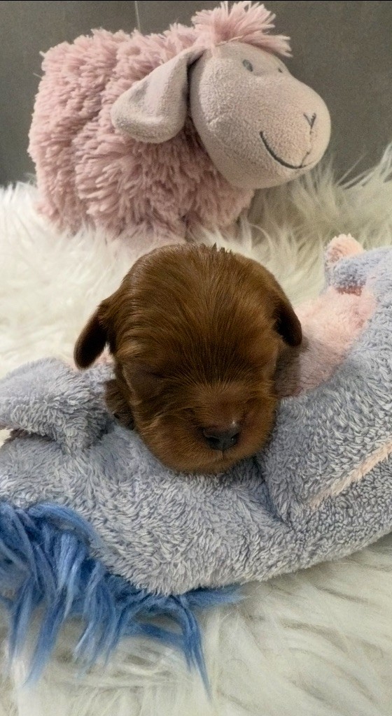 du Royaume des Anges - Chiots disponibles - Cavalier King Charles Spaniel