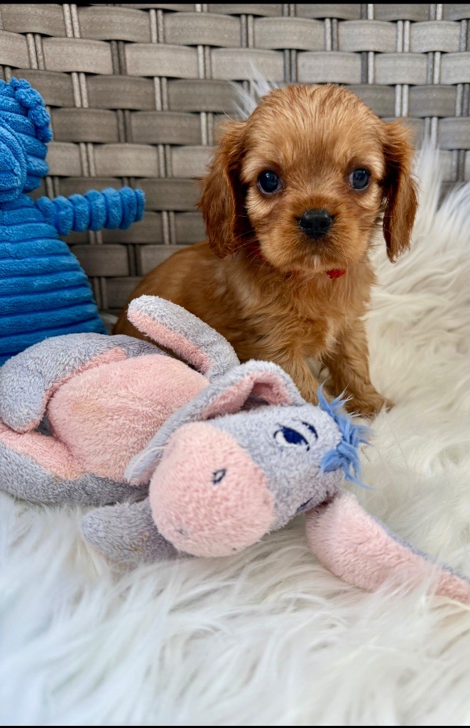 du Royaume des Anges - Chiots disponibles - Cavalier King Charles Spaniel