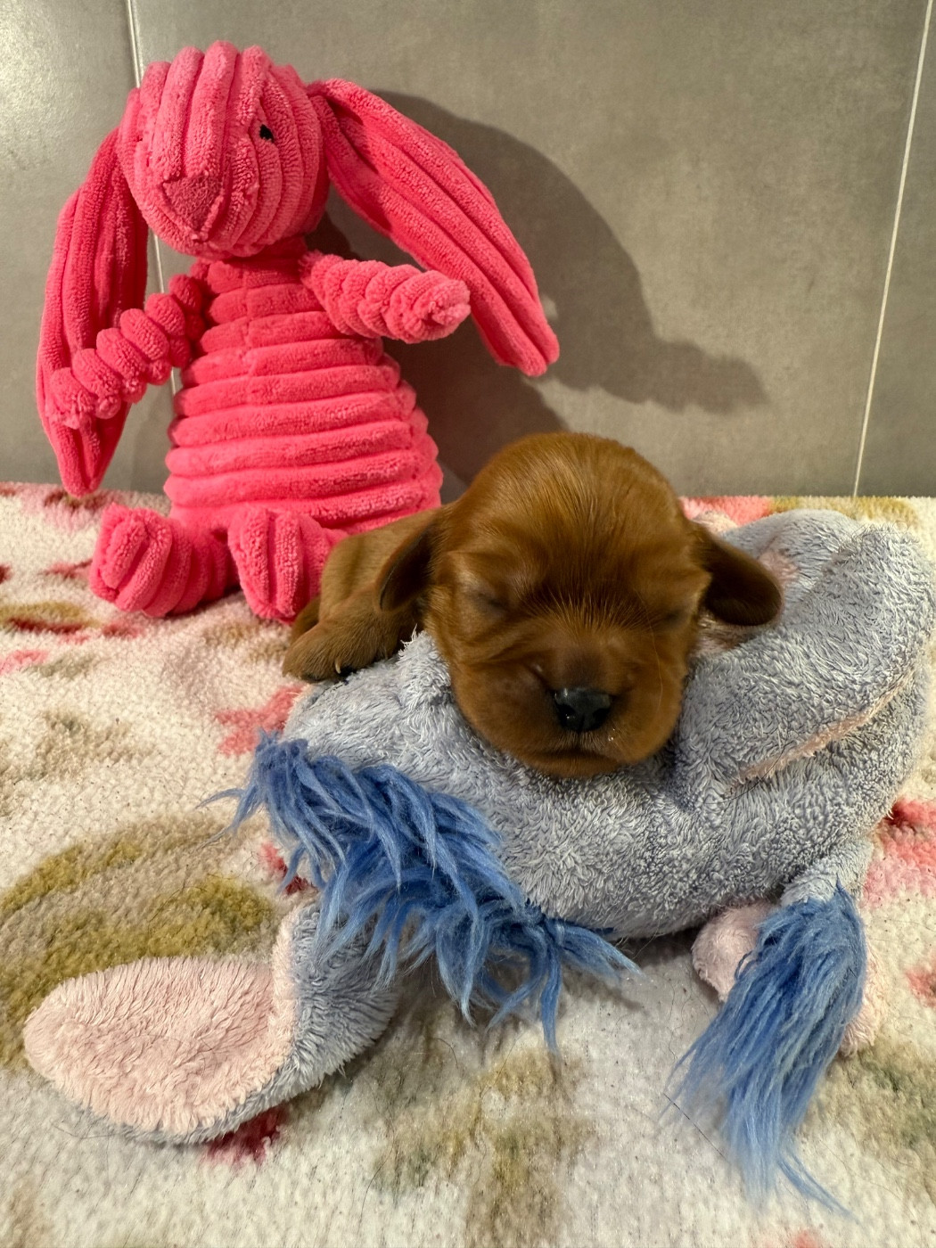 du Royaume des Anges - Cavalier King Charles Spaniel - Portée née le 23/10/2025