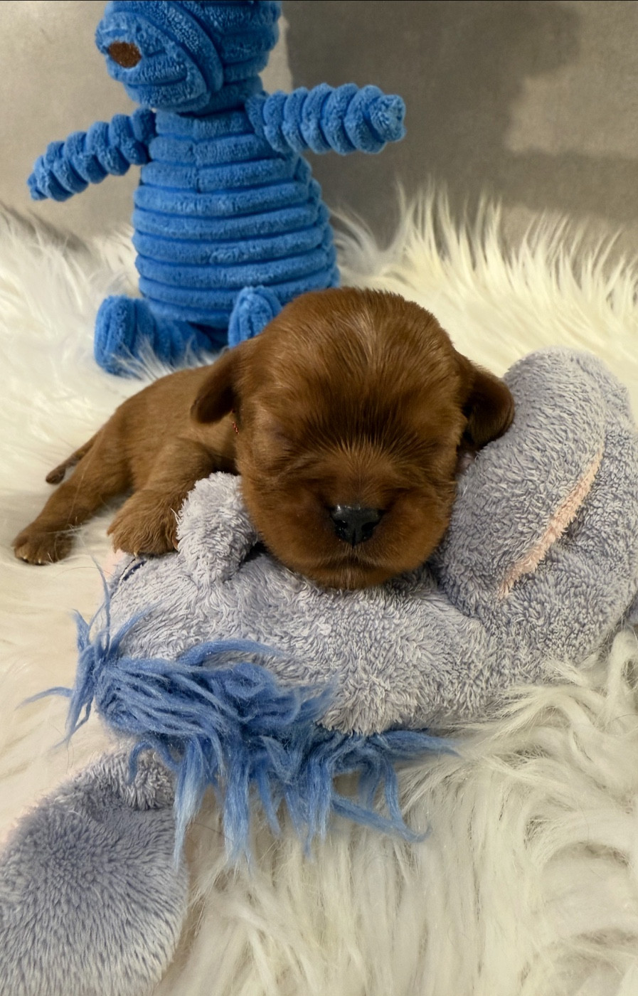 du Royaume des Anges - Chiots disponibles - Cavalier King Charles Spaniel