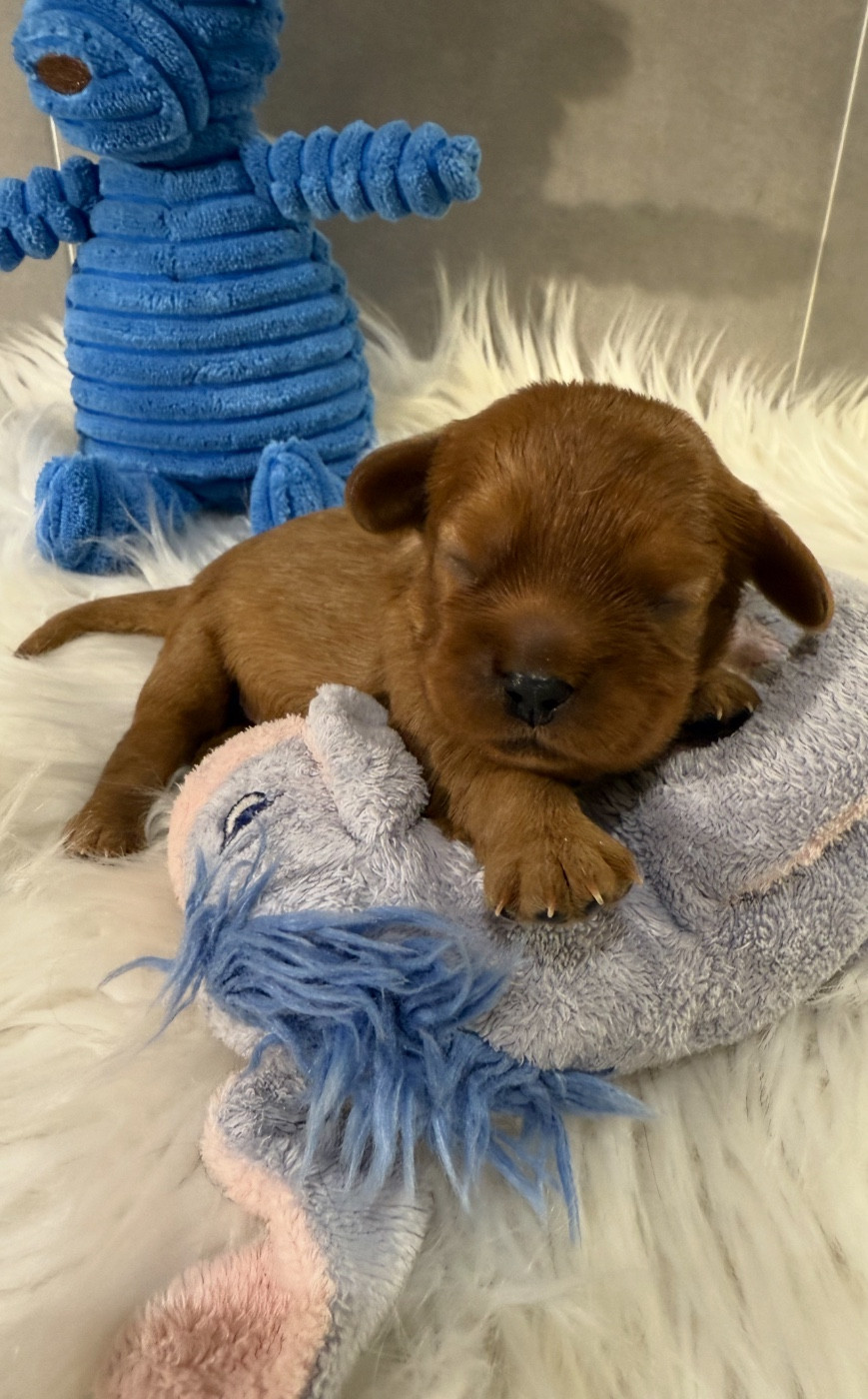 du Royaume des Anges - Chiots disponibles - Cavalier King Charles Spaniel