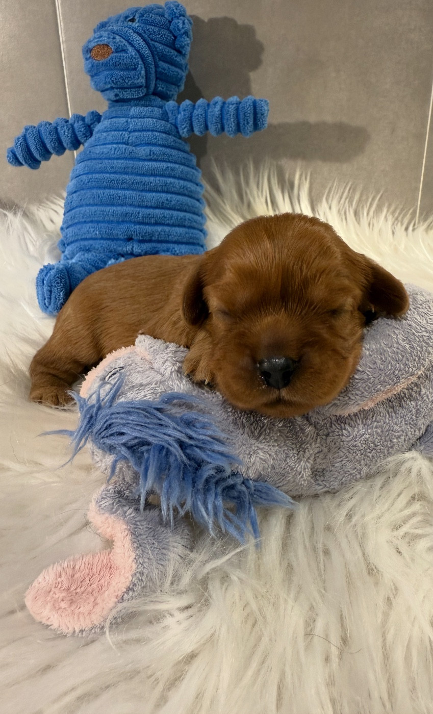 du Royaume des Anges - Chiots disponibles - Cavalier King Charles Spaniel