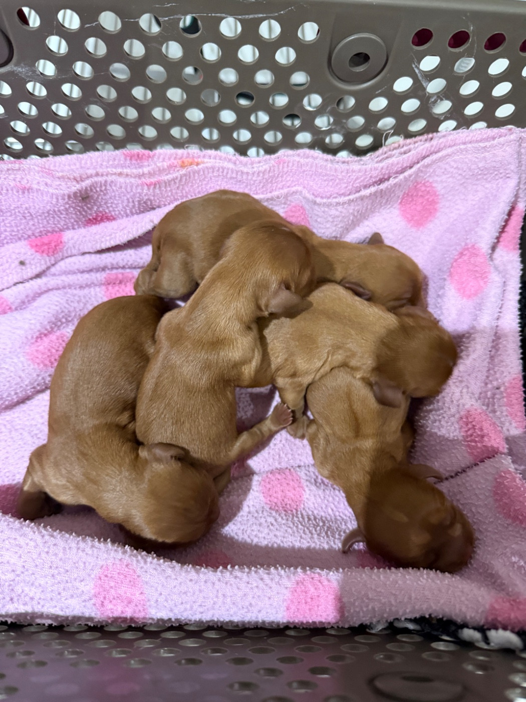 Chiot Cavalier King Charles Spaniel du Royaume des Anges