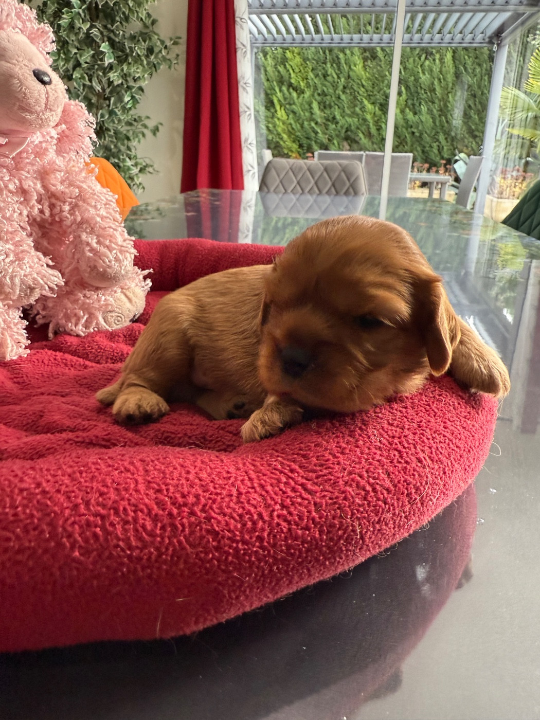 du Royaume des Anges - Chiots disponibles - Cavalier King Charles Spaniel