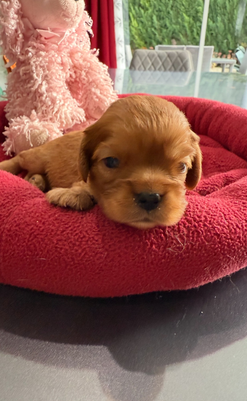 du Royaume des Anges - Chiots disponibles - Cavalier King Charles Spaniel