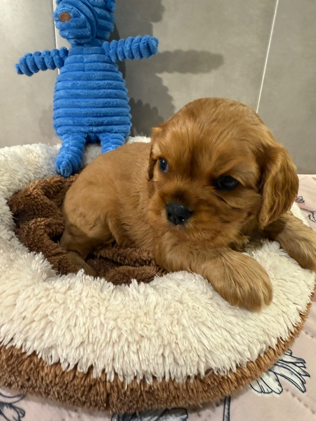 du Royaume des Anges - Chiots disponibles - Cavalier King Charles Spaniel
