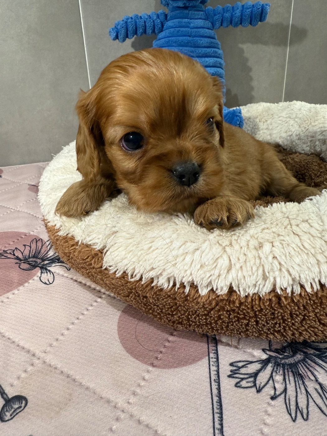 du Royaume des Anges - Chiots disponibles - Cavalier King Charles Spaniel