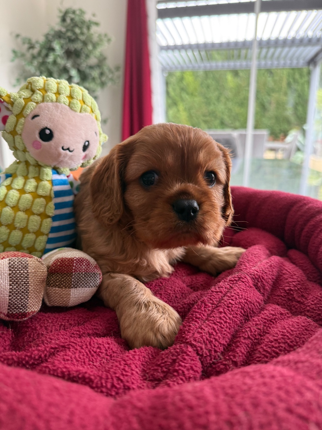 du Royaume des Anges - Chiots disponibles - Cavalier King Charles Spaniel