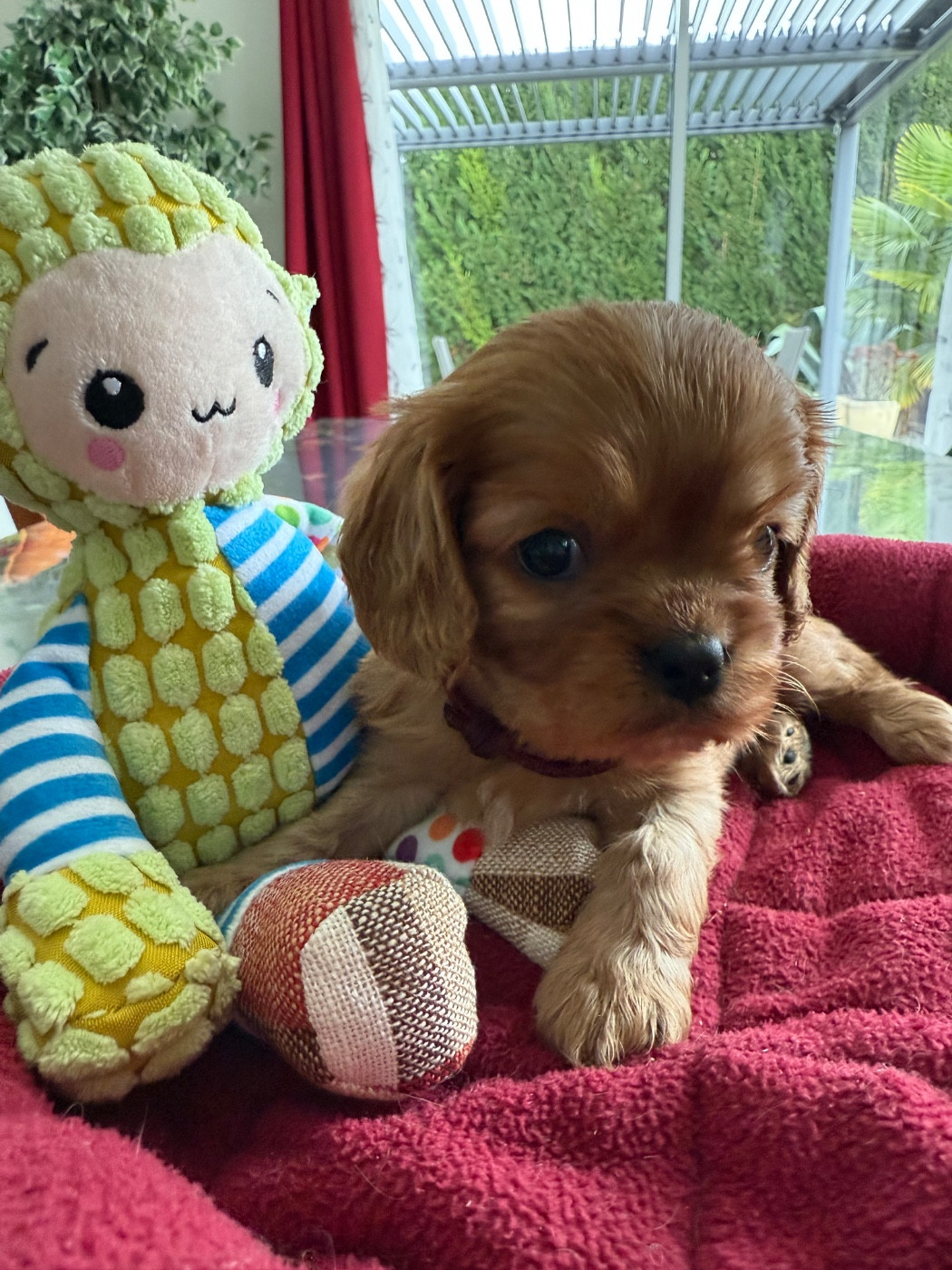 du Royaume des Anges - Chiots disponibles - Cavalier King Charles Spaniel