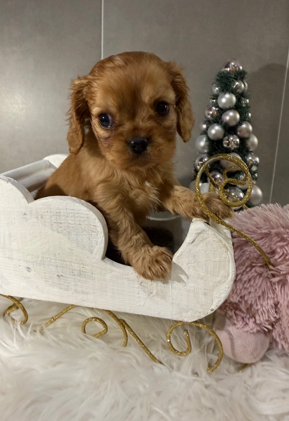 du Royaume des Anges - Chiots disponibles - Cavalier King Charles Spaniel