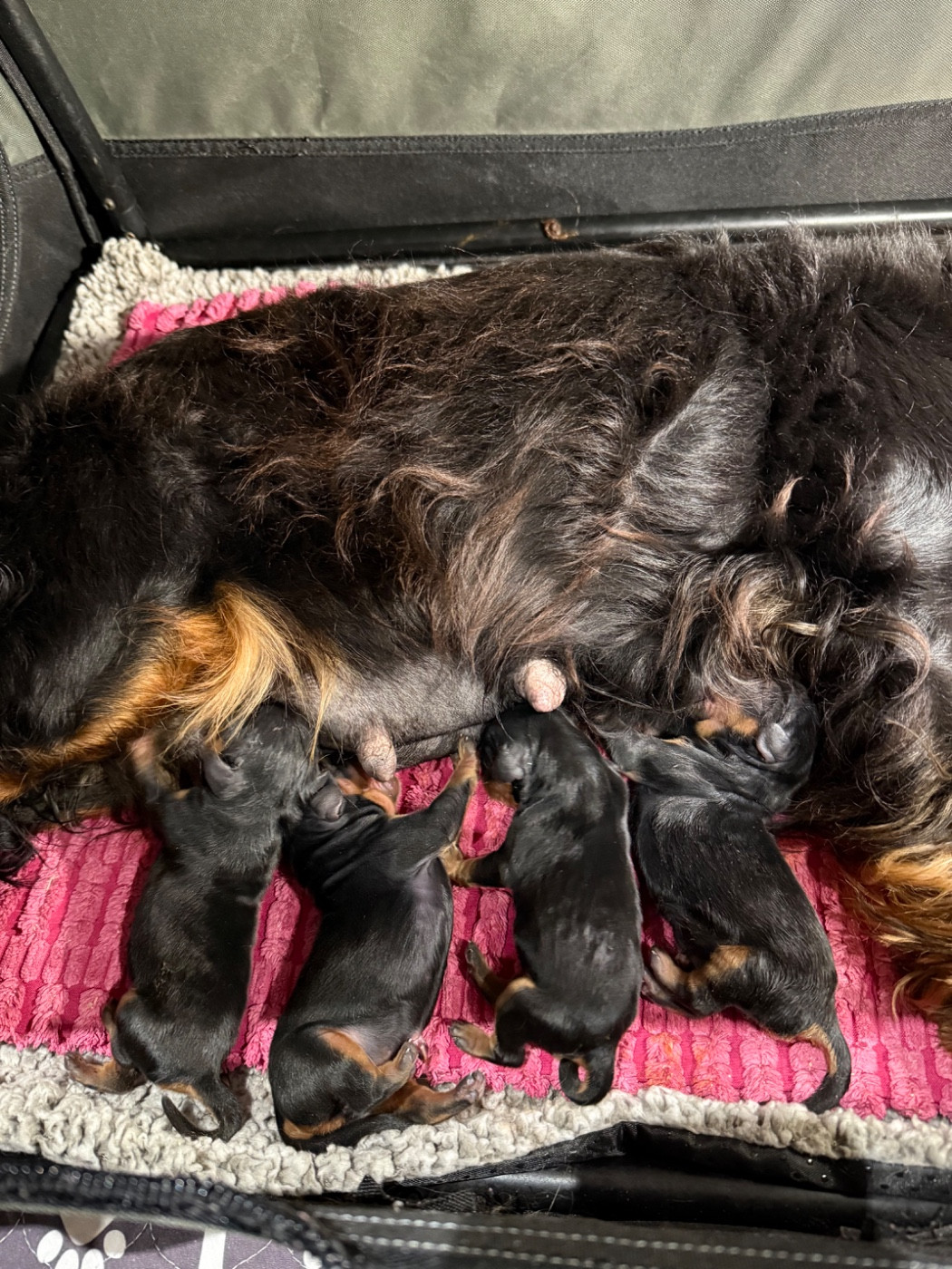 Chiot Cavalier King Charles Spaniel du Royaume des Anges