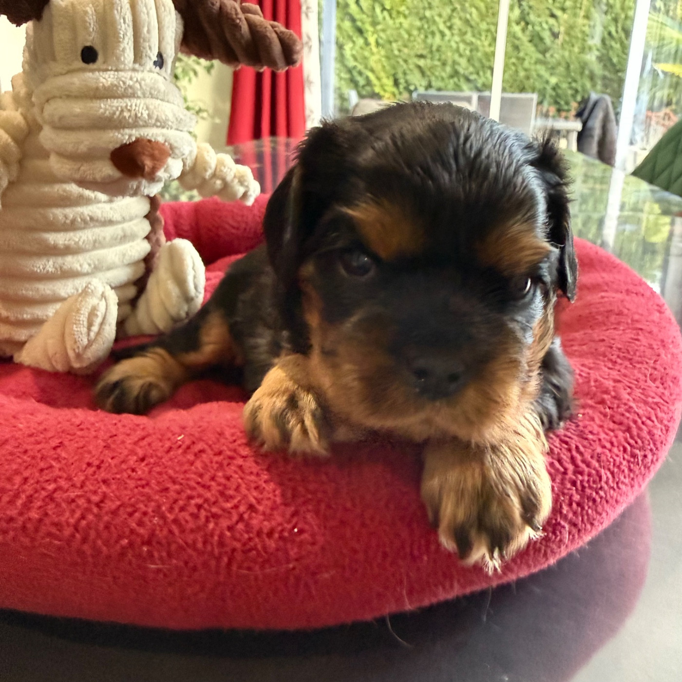 du Royaume des Anges - Chiots disponibles - Cavalier King Charles Spaniel
