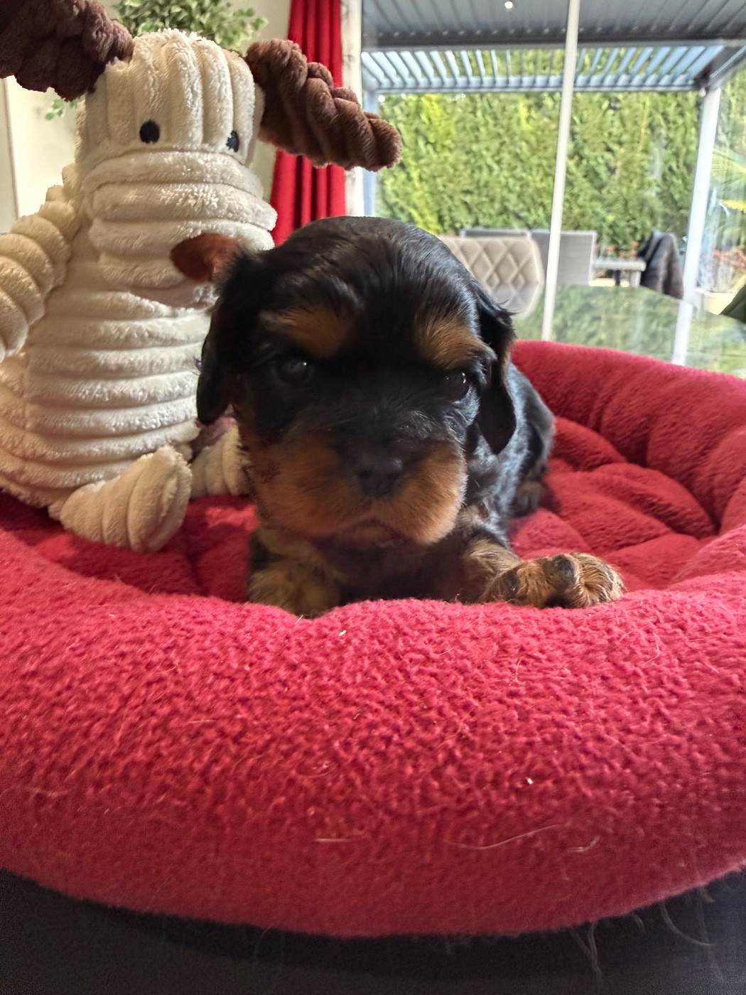du Royaume des Anges - Chiots disponibles - Cavalier King Charles Spaniel