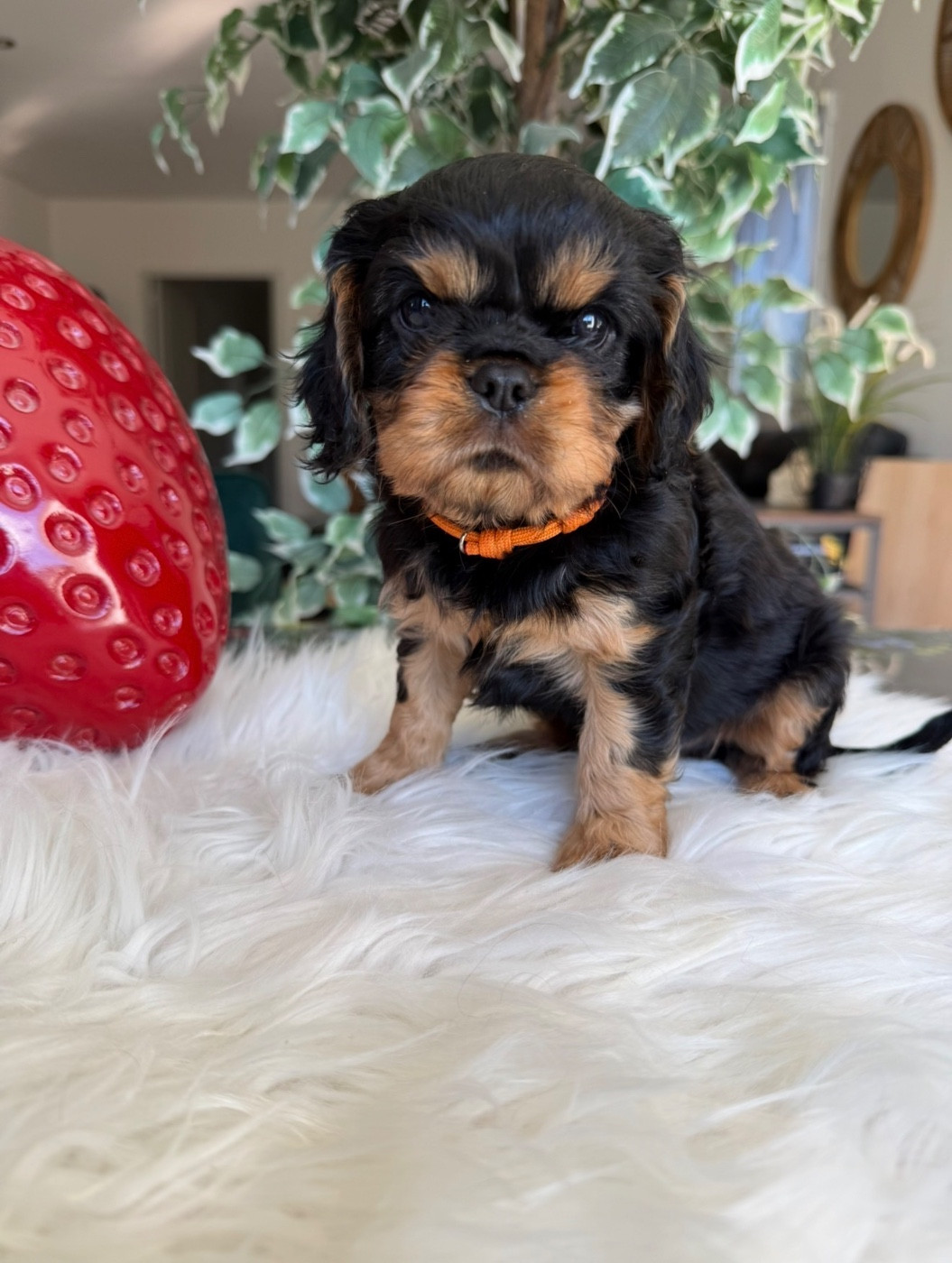 du Royaume des Anges - Chiots disponibles - Cavalier King Charles Spaniel