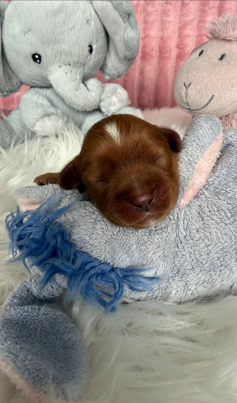 du Royaume des Anges - Chiots disponibles - Cavalier King Charles Spaniel