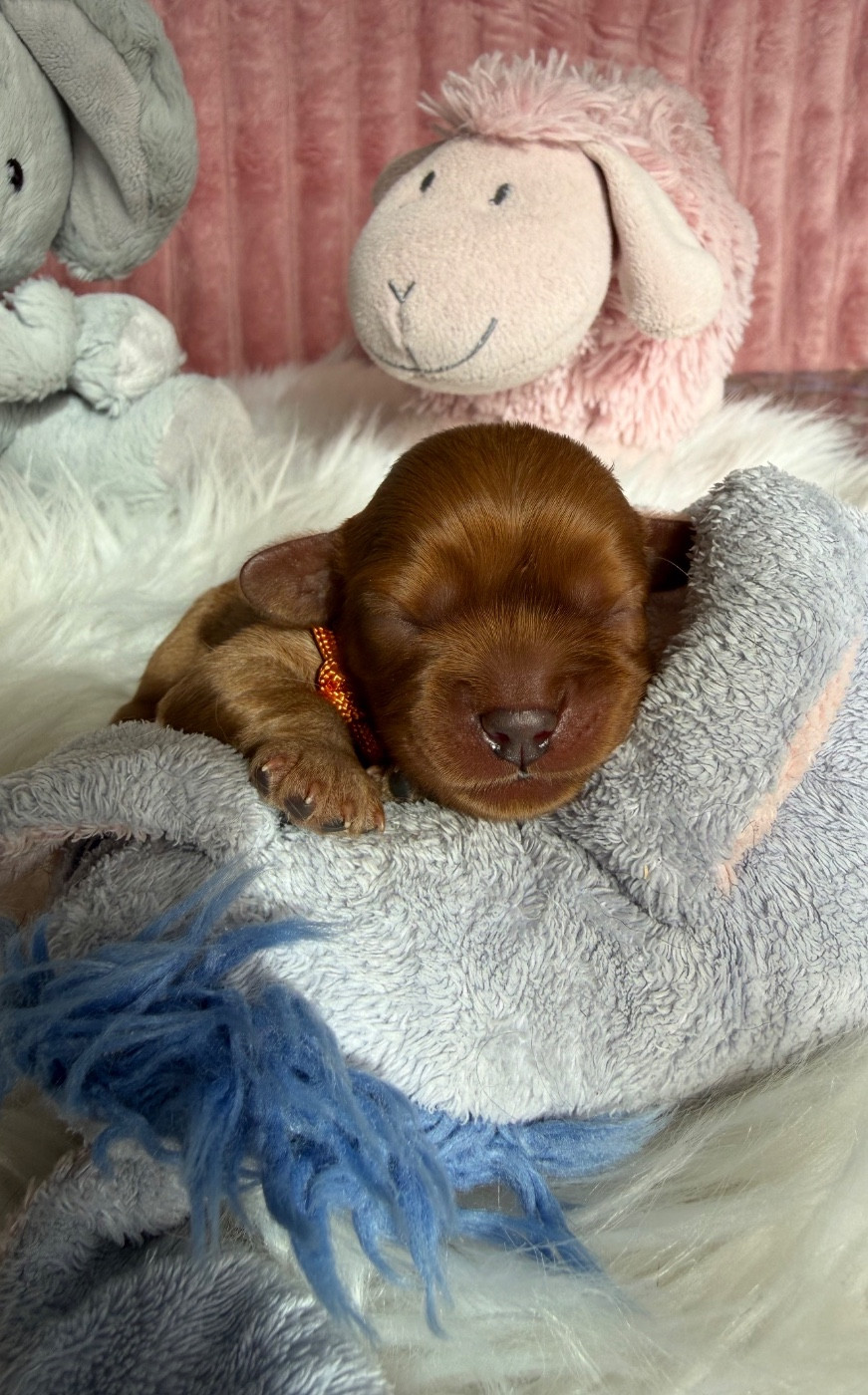 du Royaume des Anges - Chiots disponibles - Cavalier King Charles Spaniel