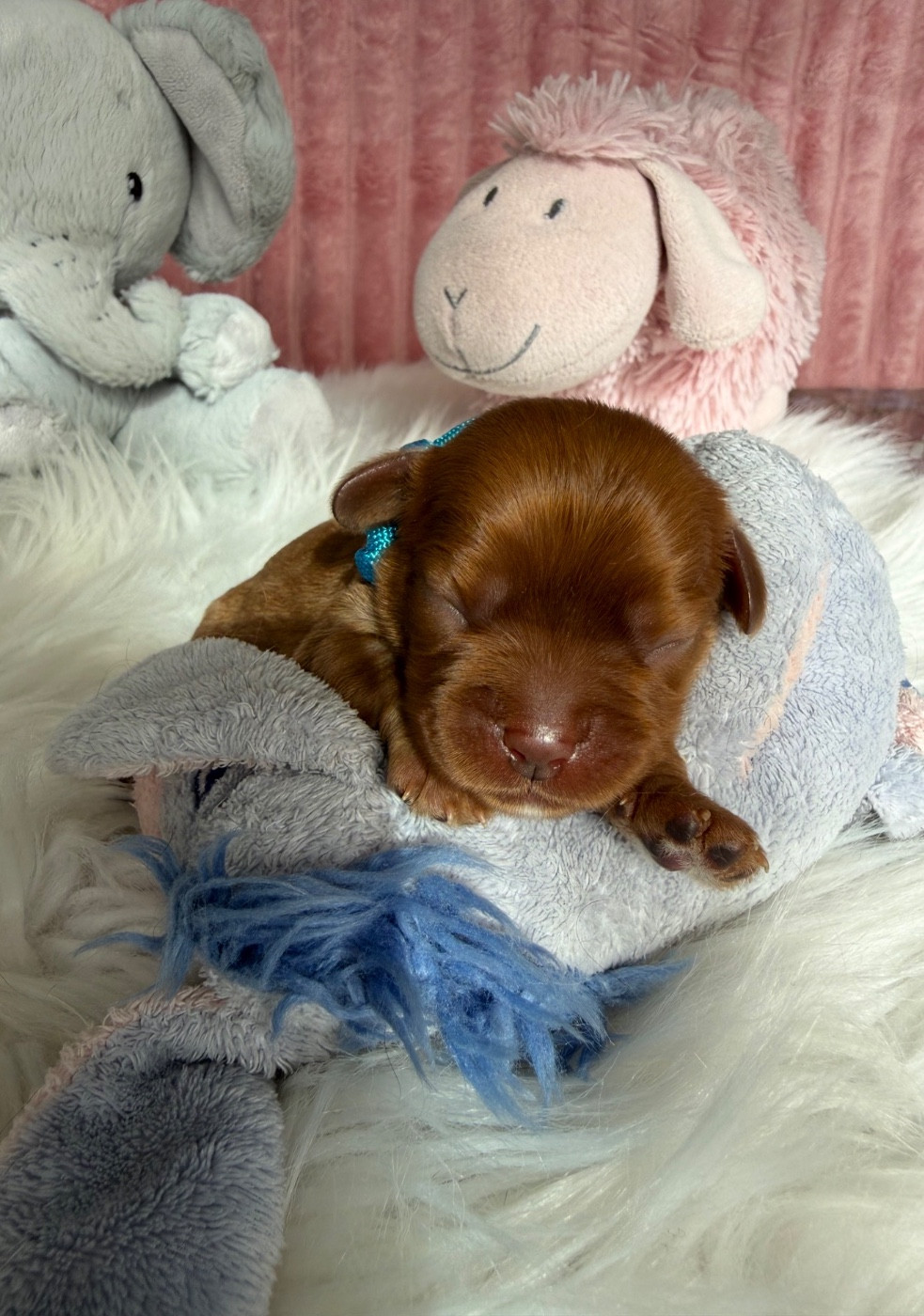 du Royaume des Anges - Chiots disponibles - Cavalier King Charles Spaniel