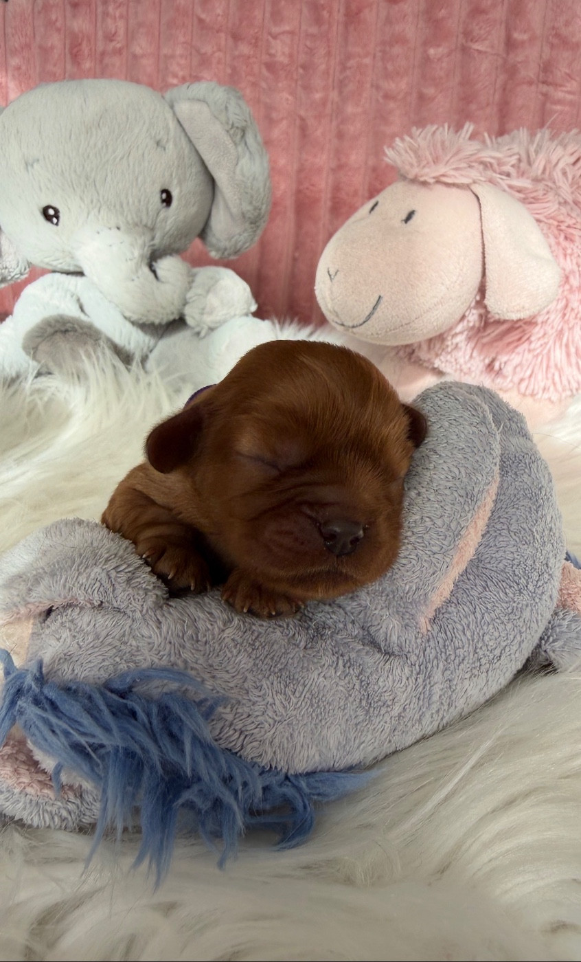 du Royaume des Anges - Chiots disponibles - Cavalier King Charles Spaniel