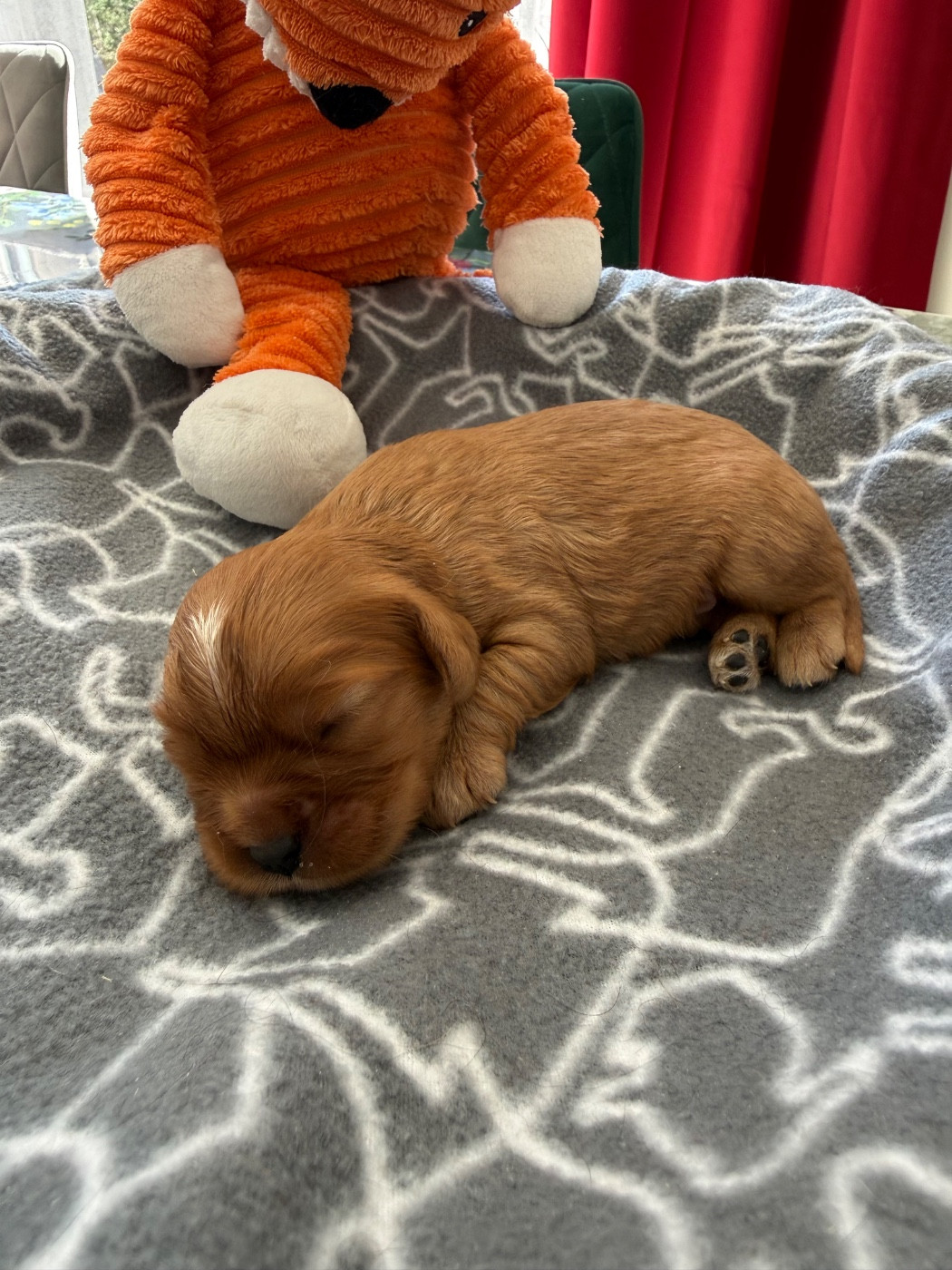 du Royaume des Anges - Chiots disponibles - Cavalier King Charles Spaniel