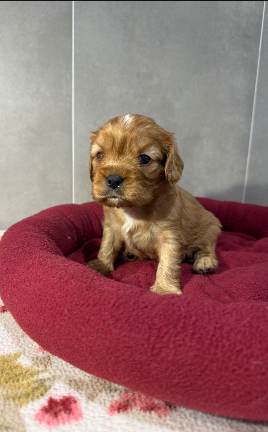 du Royaume des Anges - Chiots disponibles - Cavalier King Charles Spaniel
