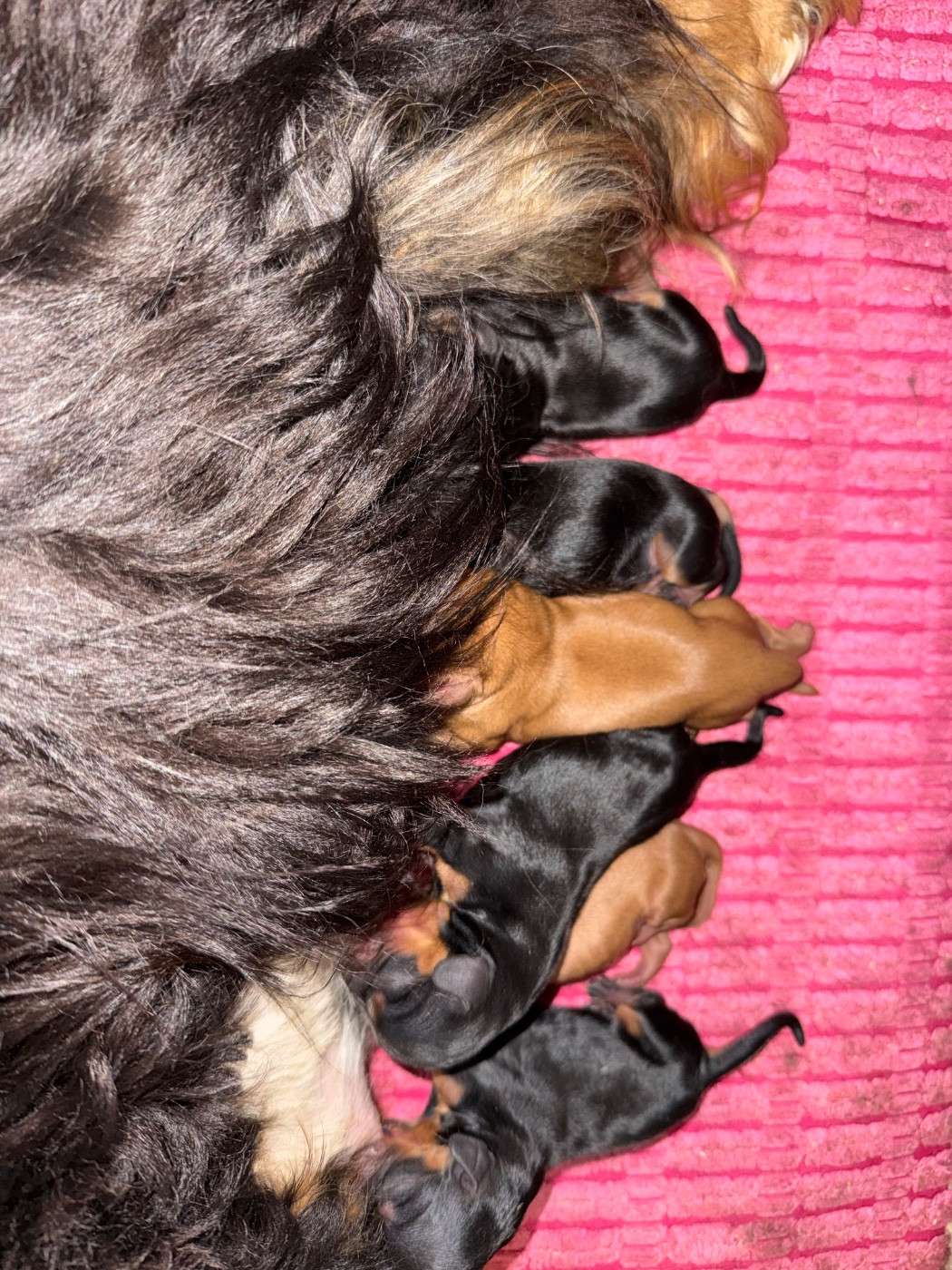 Chiot Cavalier King Charles Spaniel du Royaume des Anges
