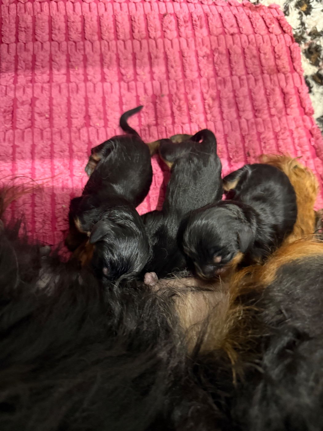 Chiot Cavalier King Charles Spaniel du Royaume des Anges