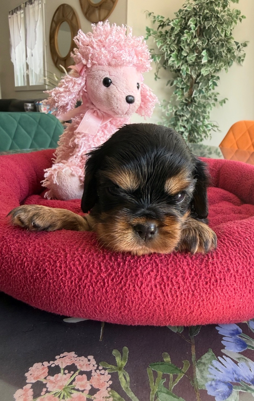 du Royaume des Anges - Chiots disponibles - Cavalier King Charles Spaniel
