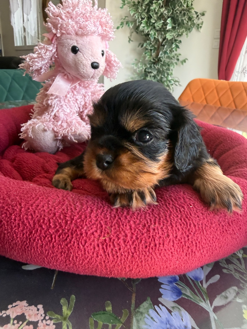 du Royaume des Anges - Chiots disponibles - Cavalier King Charles Spaniel