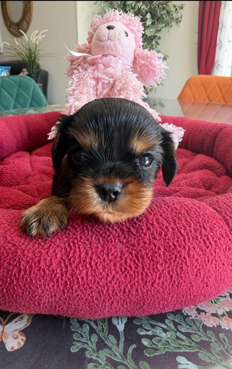du Royaume des Anges - Chiots disponibles - Cavalier King Charles Spaniel