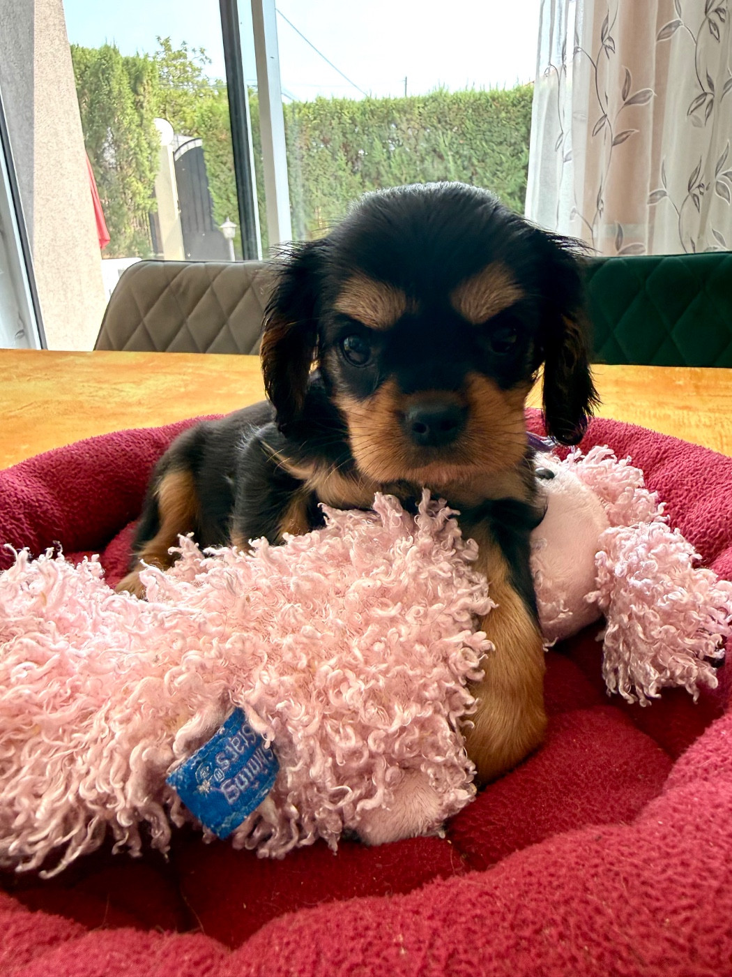 du Royaume des Anges - Chiots disponibles - Cavalier King Charles Spaniel