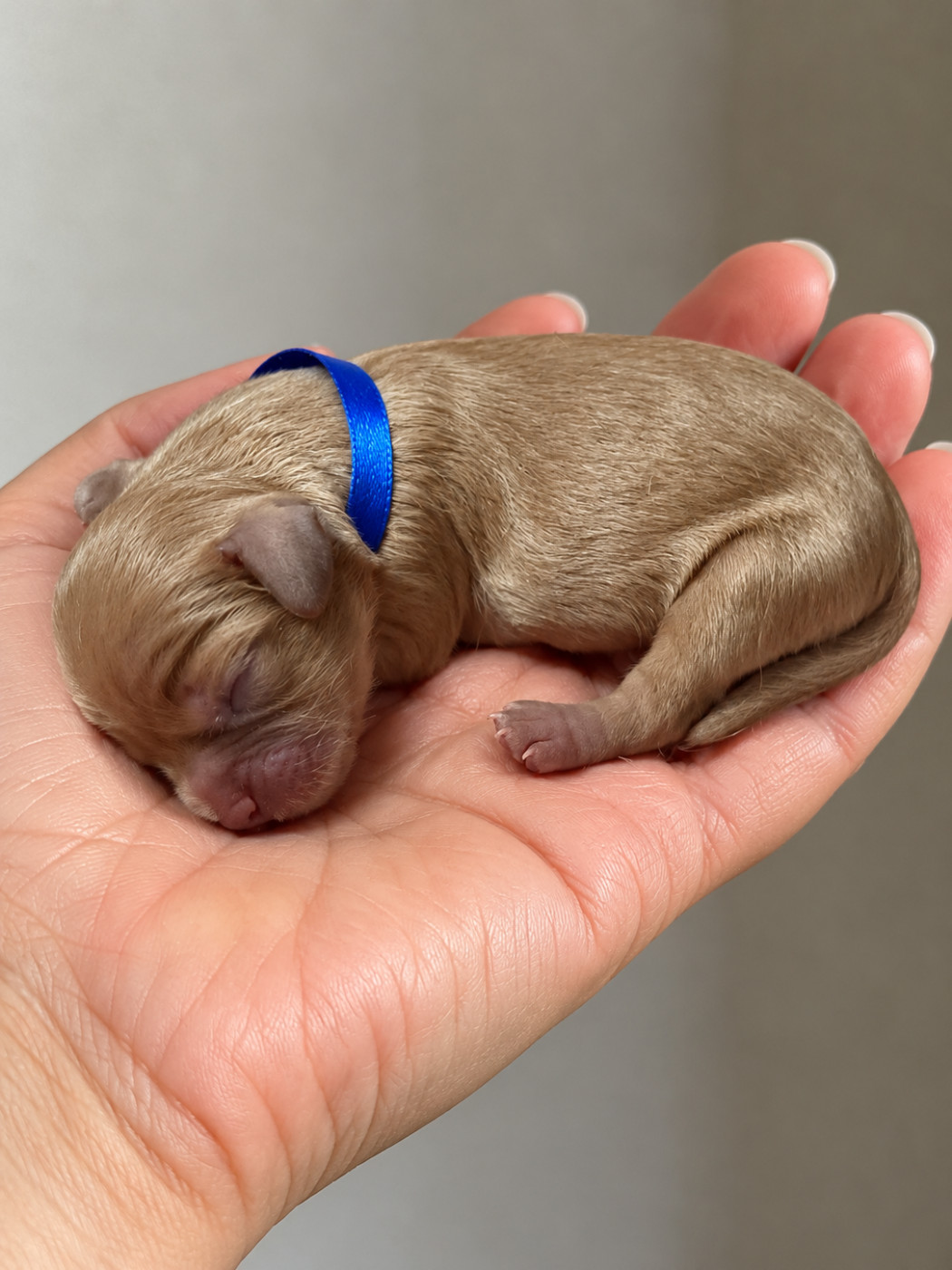 du Royaume des Anges - Chiots disponibles - Cavalier King Charles Spaniel
