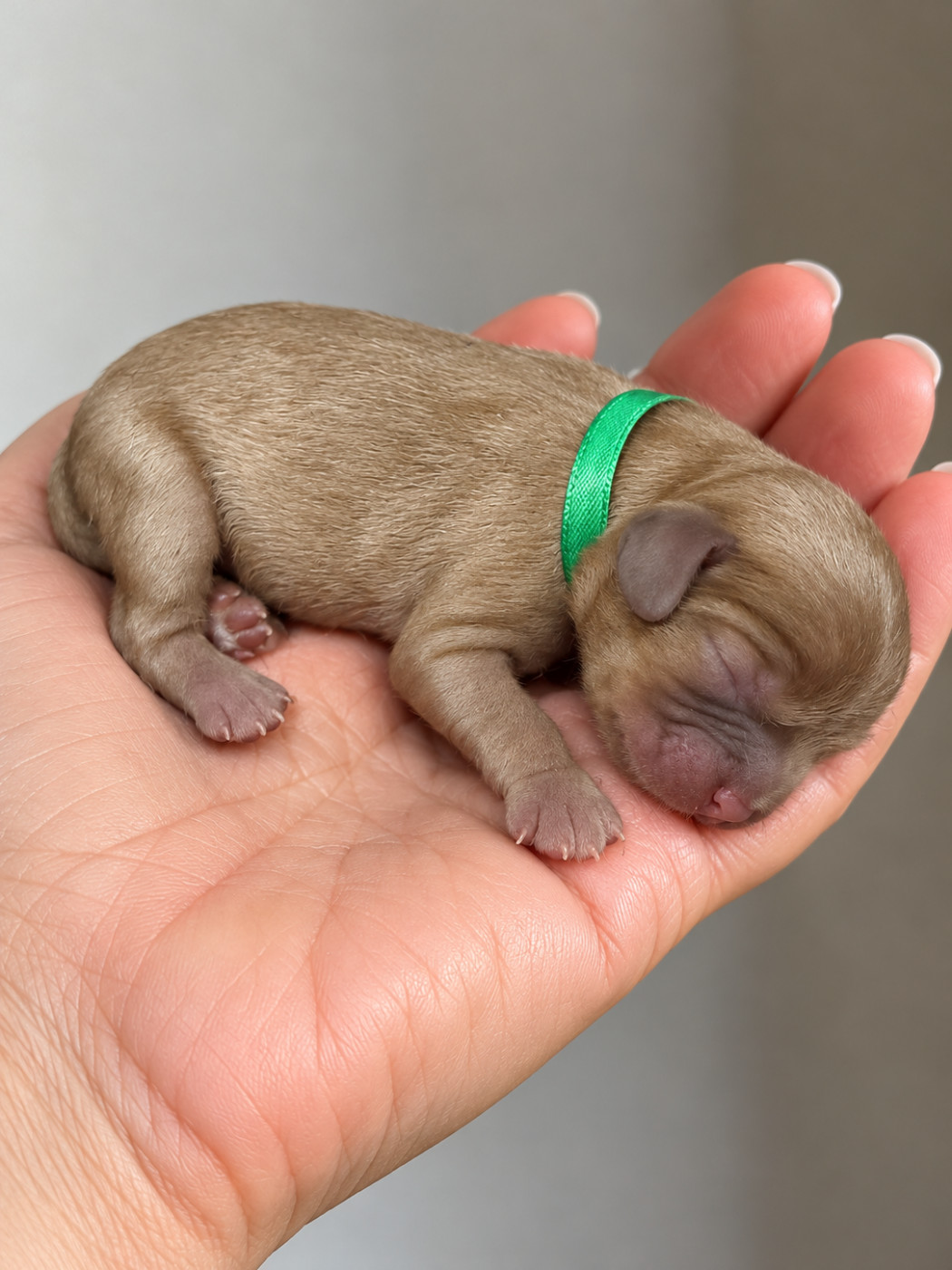du Royaume des Anges - Chiots disponibles - Cavalier King Charles Spaniel