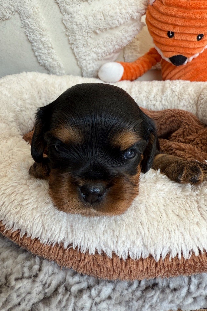 du Royaume des Anges - Chiots disponibles - Cavalier King Charles Spaniel