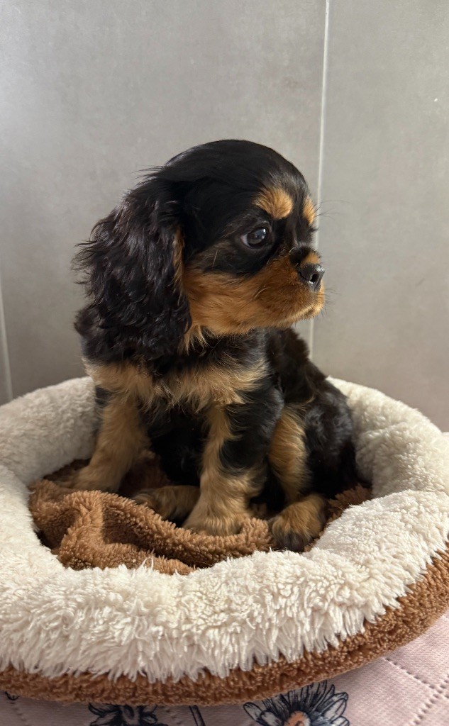 du Royaume des Anges - Chiots disponibles - Cavalier King Charles Spaniel