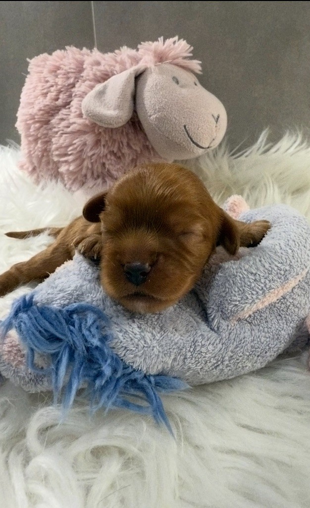 du Royaume des Anges - Chiots disponibles - Cavalier King Charles Spaniel