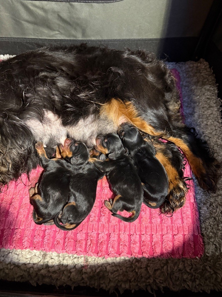 du Royaume des Anges - Chiots disponibles - Cavalier King Charles Spaniel