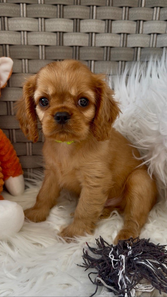 du Royaume des Anges - Chiots disponibles - Cavalier King Charles Spaniel