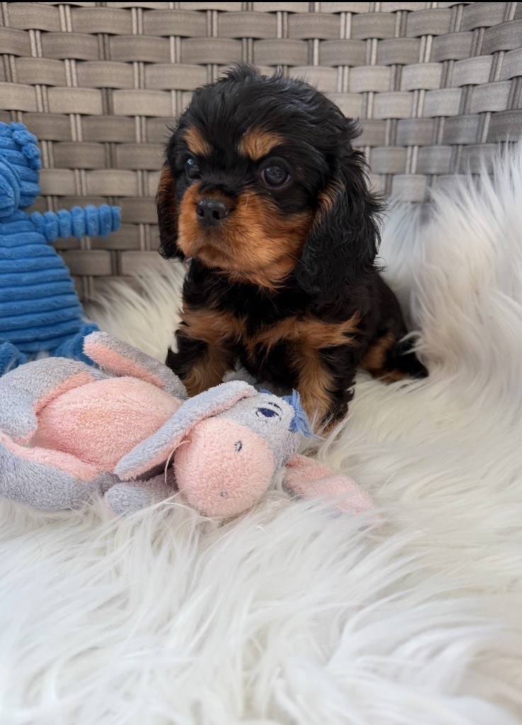 du Royaume des Anges - Chiots disponibles - Cavalier King Charles Spaniel
