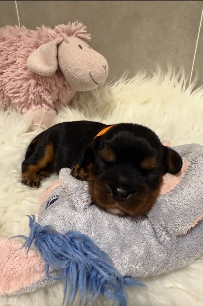 du Royaume des Anges - Chiots disponibles - Cavalier King Charles Spaniel