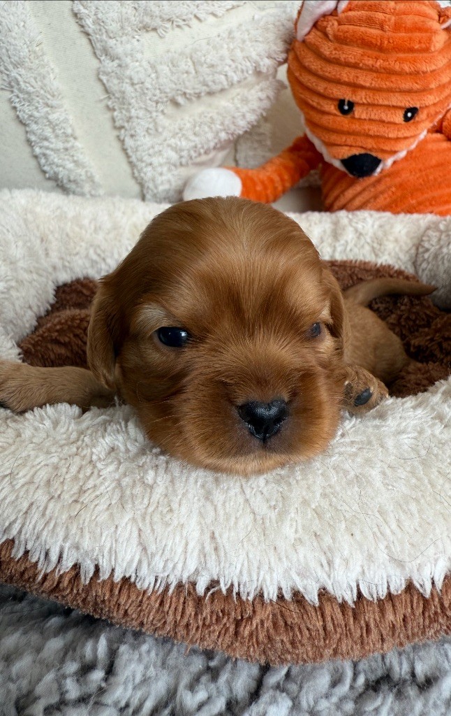 du Royaume des Anges - Chiots disponibles - Cavalier King Charles Spaniel