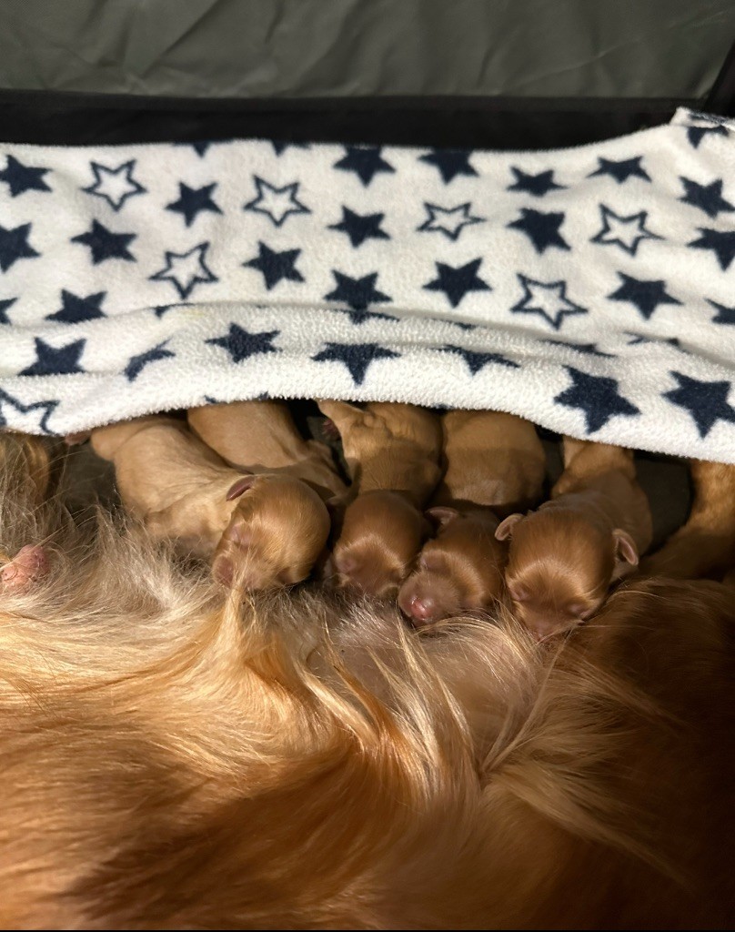 du Royaume des Anges - Chiots disponibles - Cavalier King Charles Spaniel