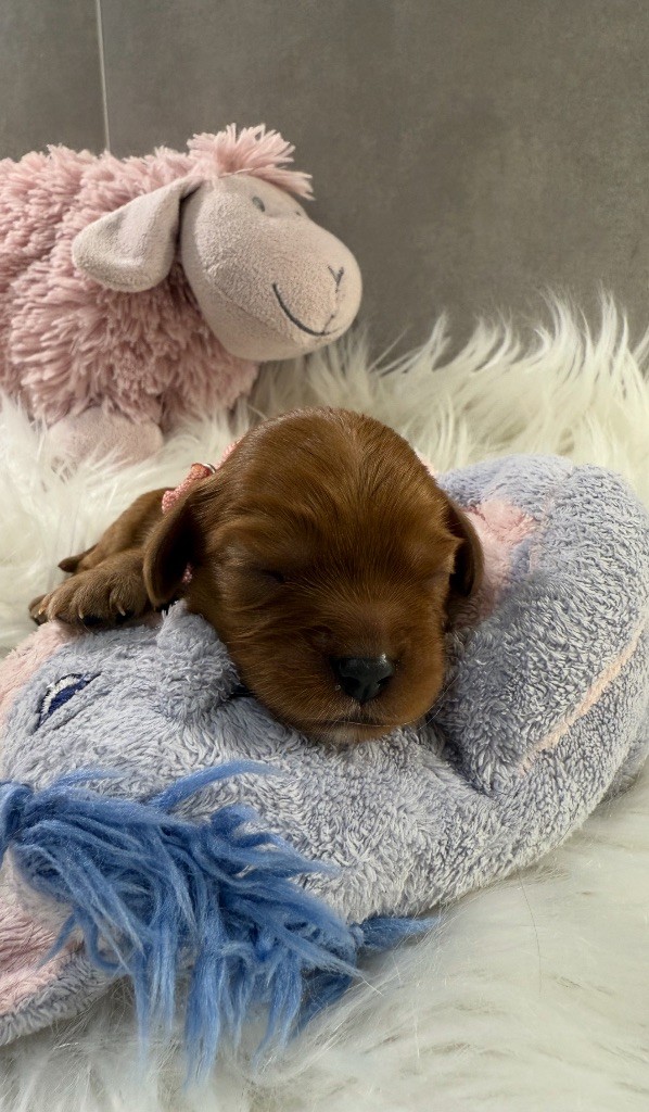 du Royaume des Anges - Chiots disponibles - Cavalier King Charles Spaniel