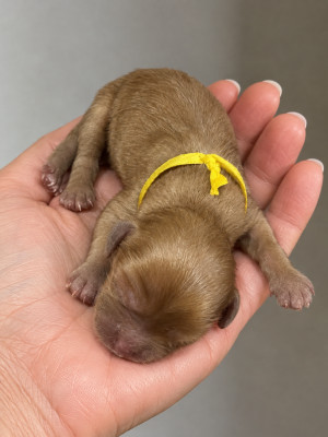 Collier jaune