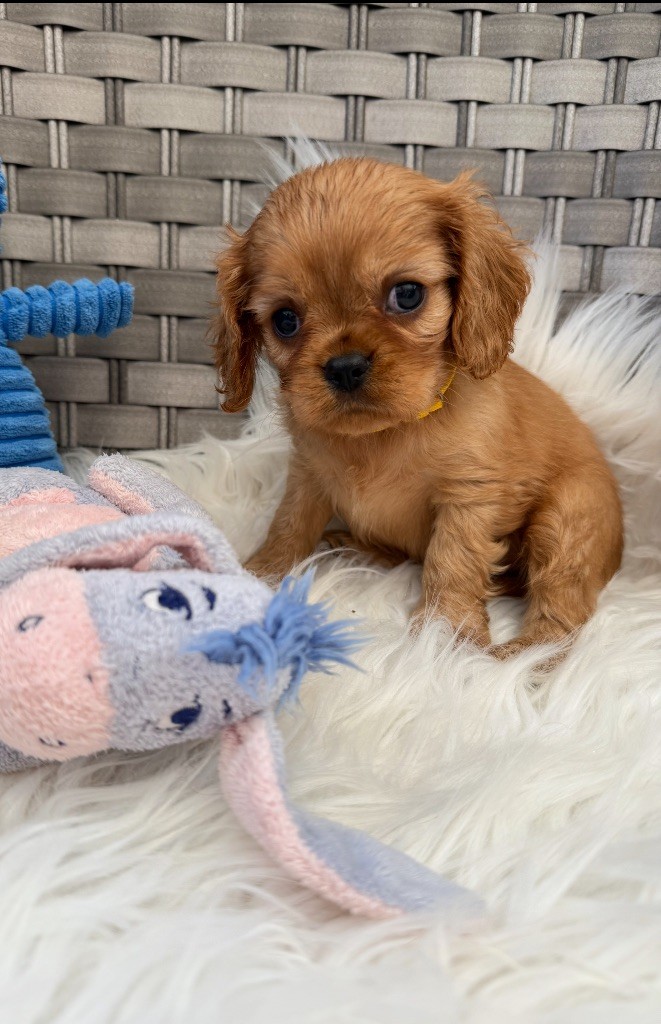 du Royaume des Anges - Chiots disponibles - Cavalier King Charles Spaniel