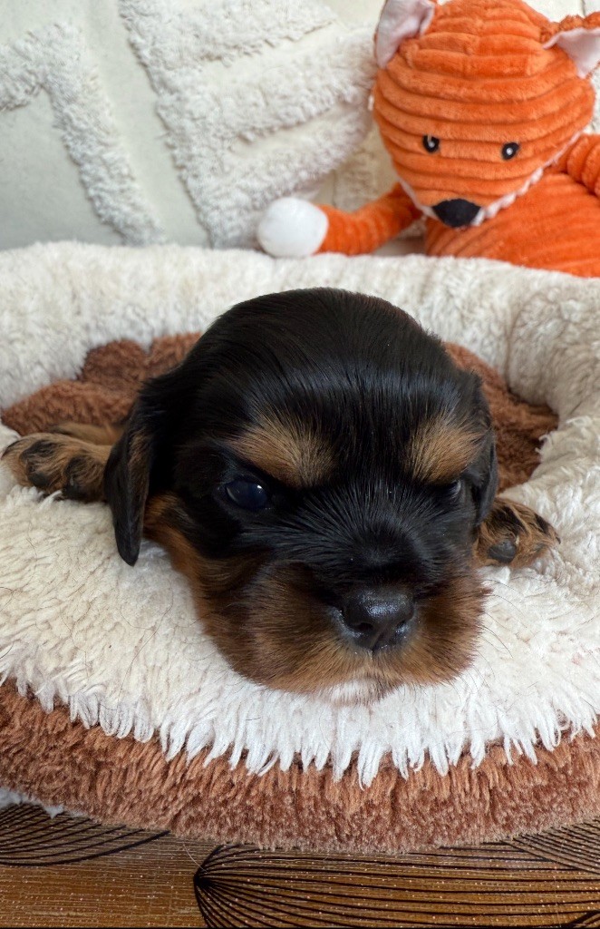 du Royaume des Anges - Chiots disponibles - Cavalier King Charles Spaniel