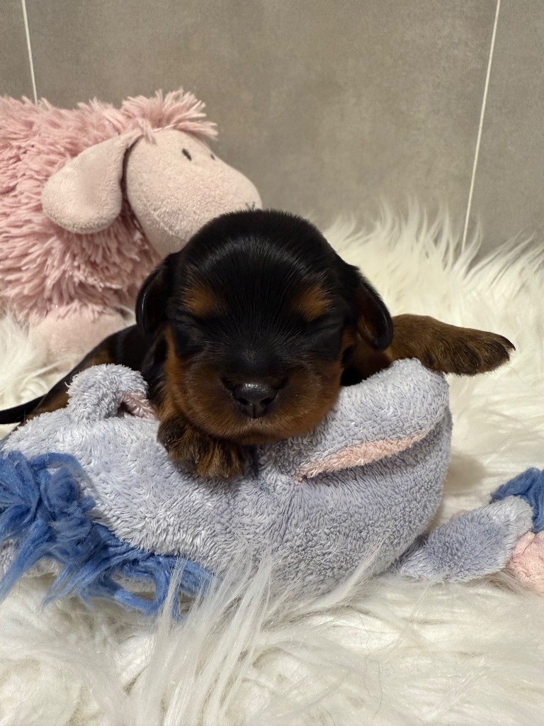 du Royaume des Anges - Chiots disponibles - Cavalier King Charles Spaniel