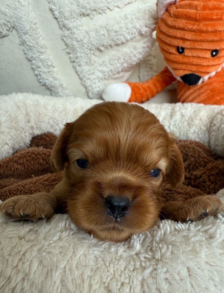 du Royaume des Anges - Chiots disponibles - Cavalier King Charles Spaniel